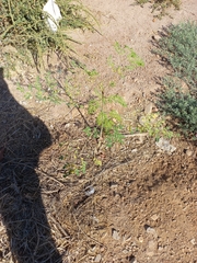 Moringa