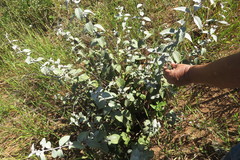 Sabicea brasiliensis