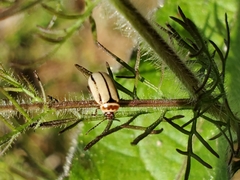 Kuschelina miniata