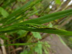 Carex hendersonii
