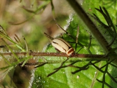 Kuschelina miniata