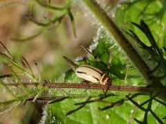 Kuschelina miniata
