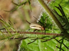 Kuschelina miniata