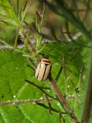 Kuschelina miniata