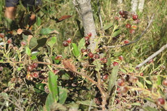 Davilla elliptica