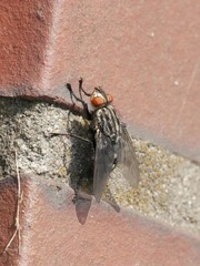 Brachycera