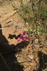 Diplusodon sessiliflorus