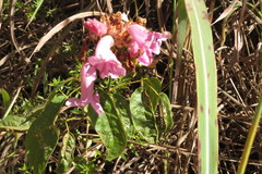 Fridericia platyphylla