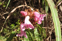 Fridericia platyphylla