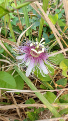 Passiflora serratifolia