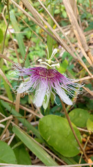Passiflora serratifolia