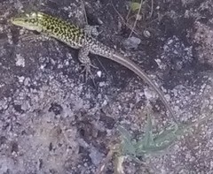 Podarcis siculus siculus