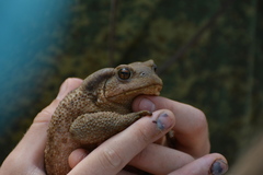 Bufo verrucosissimus