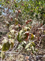 Lasianthaea macrocephala