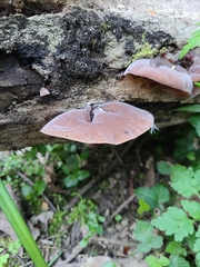 Auricularia auricula-judae