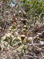 Lasianthaea macrocephala