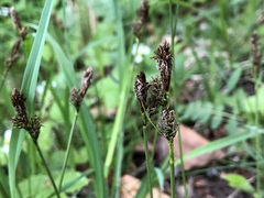 Carex montana