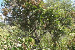 Davilla elliptica