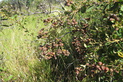 Davilla elliptica