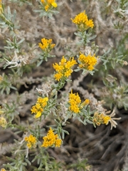 Ericameria cooperi