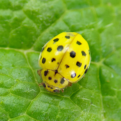 Psyllobora vigintiduopunctata