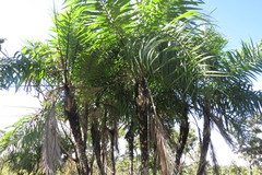 Syagrus flexuosa