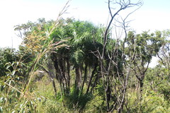 Syagrus flexuosa