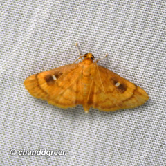 Dichocrocis plenistigmalis