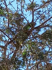 Iguana iguana
