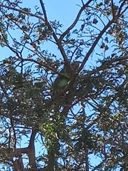Iguana iguana
