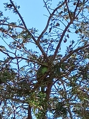 Iguana iguana
