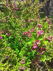 Weigela hortensis