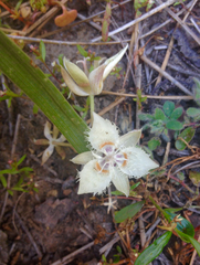 Calochortus westonii