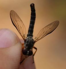 Ommatius floridensis