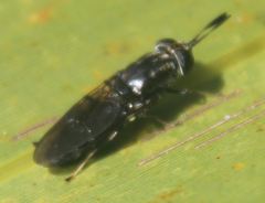 Hermetia sexmaculata