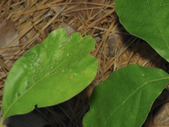 Callirhytis bipapillata