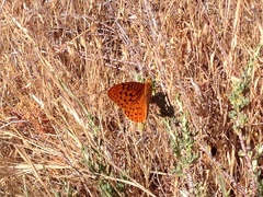 Speyeria coronis semiramis