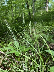 Carex brysonii