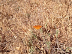 Speyeria coronis semiramis