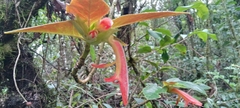 Columnea praetexta