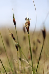 Schoenus ferrugineus
