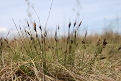 Schoenus ferrugineus