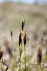 Schoenus ferrugineus