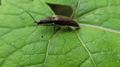 Athous haemorrhoidalis