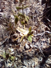 Henrya insularis