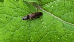 Athous haemorrhoidalis