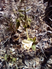 Henrya insularis