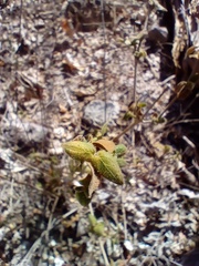 Henrya insularis