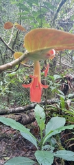 Columnea praetexta