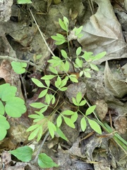 Erigenia bulbosa